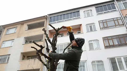 Düzce'de 14 bine yakın bitki dikildi