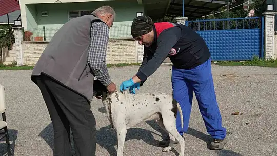 Düzce'de 175 köpek yerinde sahiplendirildi