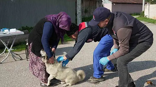 Düzce'de 175 köpek yerinde sahiplendirildi