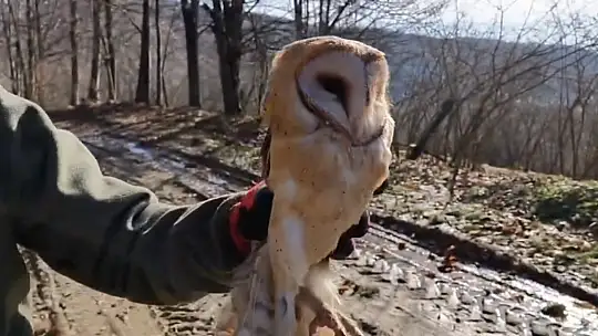 Düzce'de 211 yaban hayvanı doğaya salındı