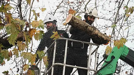 Düzce'de ağaçlara kış bakımı