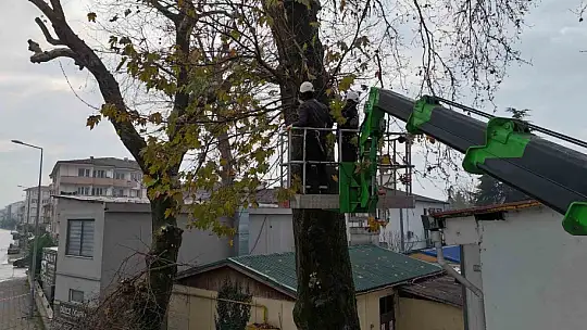 Düzce'de ağaçlara kış bakımı