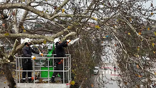 Düzce'de ağaçlara kış bakımı