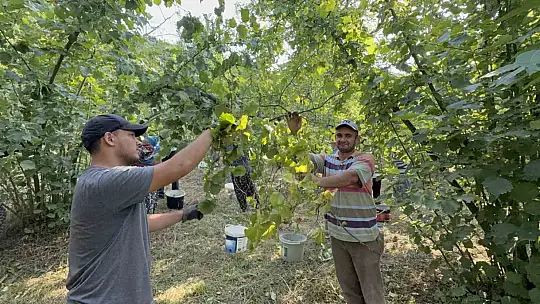 Düzce'de fındık hasadı başladı