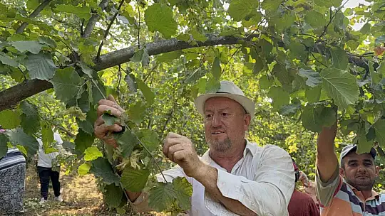 Düzce'de fındık hasadı başladı