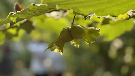Düzce'de fındık hasadı başladı
