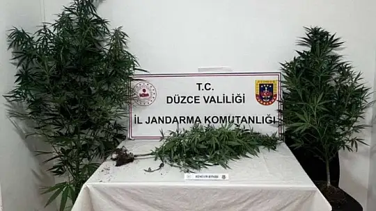 Düzce'de jandarmadan uyuşturucu operasyonu
