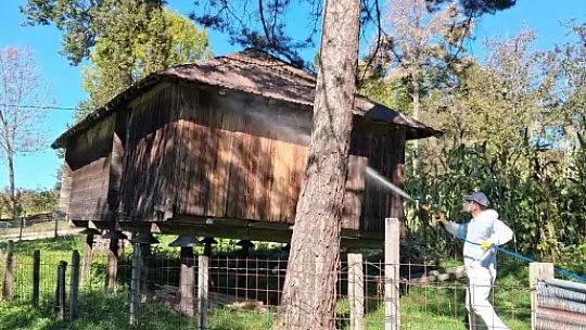 Kahverengi kokarcaya karşı kışlak mücadelesi başladı