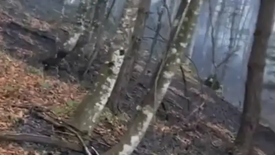 Düzce'de ormanlık alanda örtü yangını