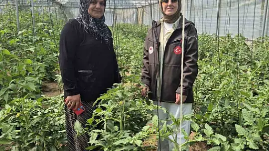 Düzce'de sebze üretimine destek