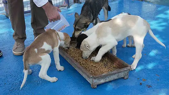 Düzce'de sokak hayvanları için mama üretim tesisi kuruldu