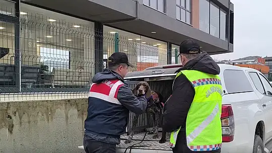 Düzce'de suç örgütü operasyonu: 36 gözaltı