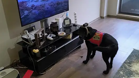 Düzce'de suç örgütü operasyonu: 36 gözaltı