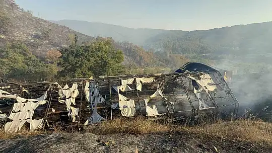 Düzce'deki orman yangınında keçi üretim çiftliği küle döndü