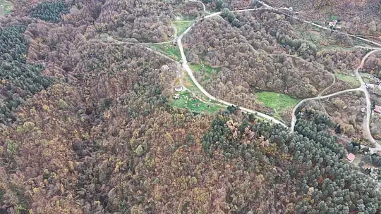 Düzce ormanlarında