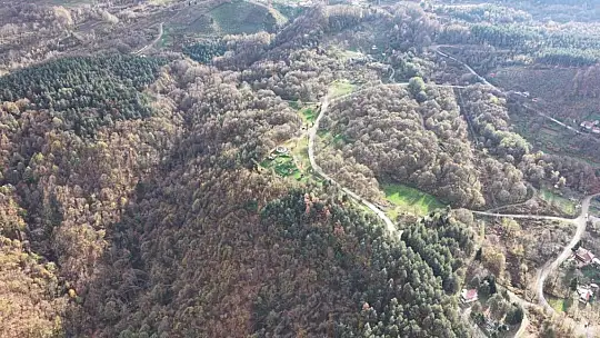 Düzce ormanlarında