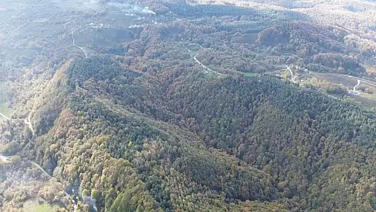 Düzce ormanlarında