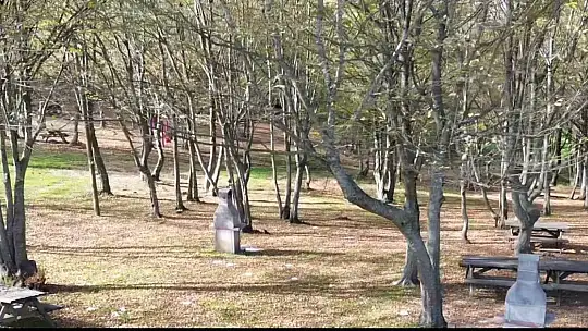 Düzce ormanlarında