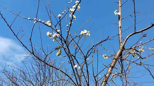 Erik ağacı Aralık ayında çiçek açtı