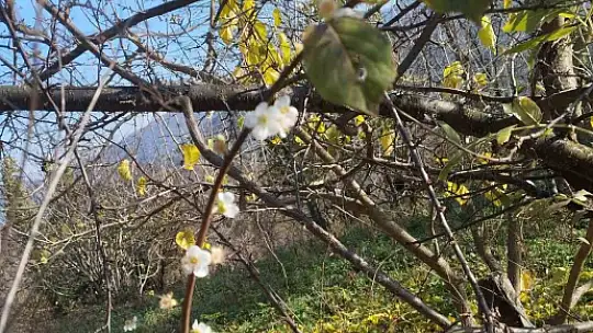 Erik ağacı Aralık ayında çiçek açtı