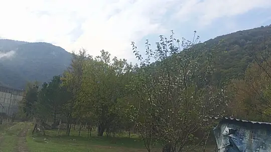 Erik ağacı ekim ayında çiçek açtı