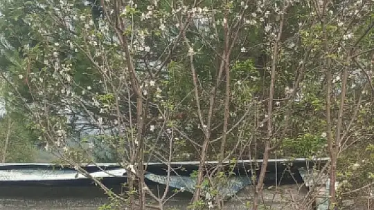 Erik ağacı ekim ayında çiçek açtı