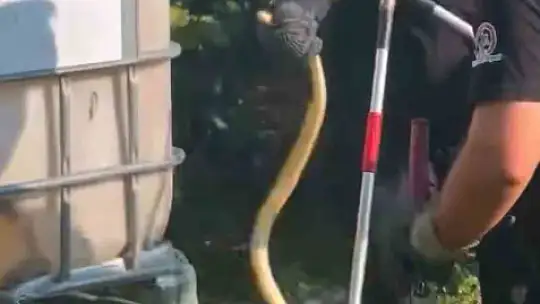 Evin bahçesinde korkutan yılanı itfaiye yakaladı