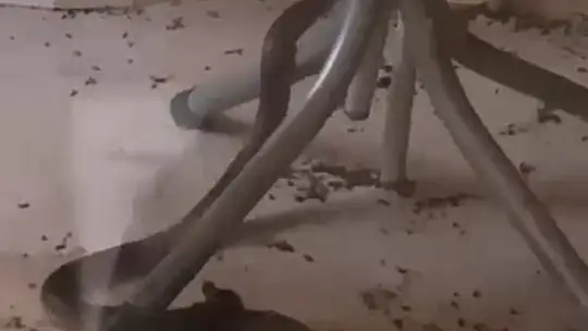 Fare ile yılanın kavgası kamerada