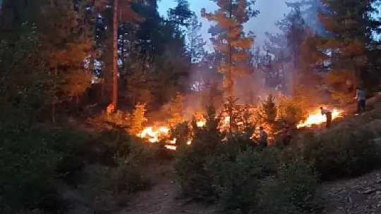 Feke de Orman Yangını