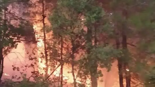 Feke de Orman Yangını