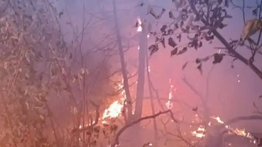 Feke de Orman Yangını