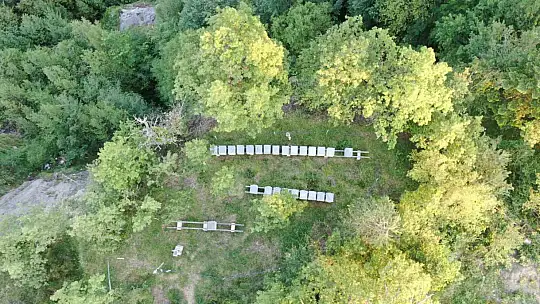 Filmlere konu olan deli balda üretim sezonu sürüyor