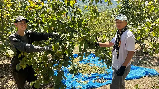 Fındık hasadı başladı, tırpan ücretleri rekor kırdı