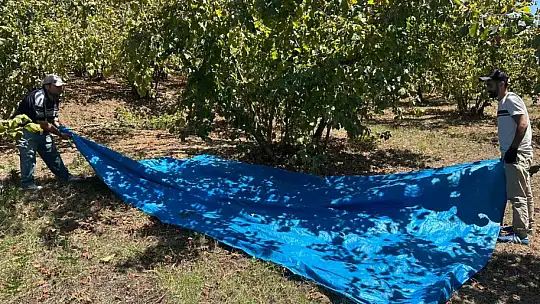Fındık hasadı başladı, tırpan ücretleri rekor kırdı