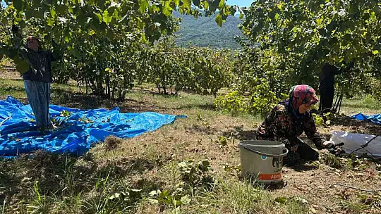 Fındık hasadı başladı, tırpan ücretleri rekor kırdı