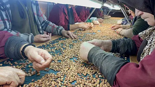 Fındık tüccarı fiyatların yükseleceği tarihe dair beklentiyi anlattı