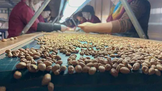 Fındık tüccarı fiyatların yükseleceği tarihe dair beklentiyi anlattı