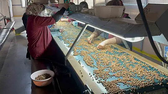 Fındık tüccarı fiyatların yükseleceği tarihe dair beklentiyi anlattı