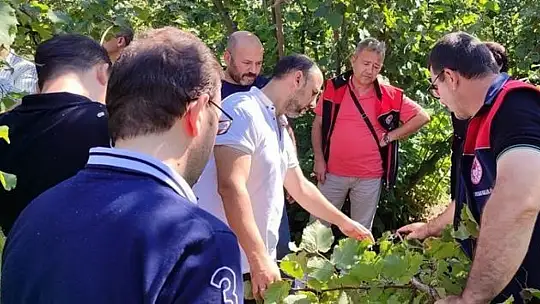Fındıkta verim ve kalite arttırılacak