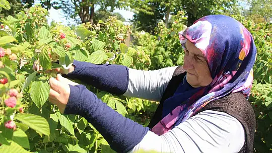 Genç girişimci tarımda kendi işinin patronu oldu