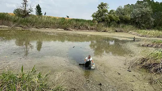 Gölette can çekişen onlarca balık kurtarıldı
