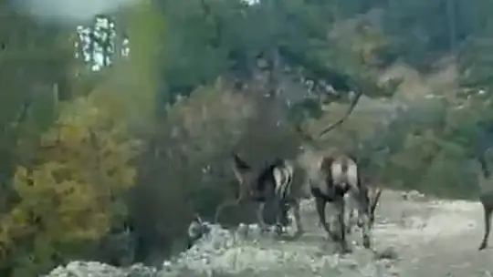 Göynük'te geyik sürüsü kameraya yansıdı