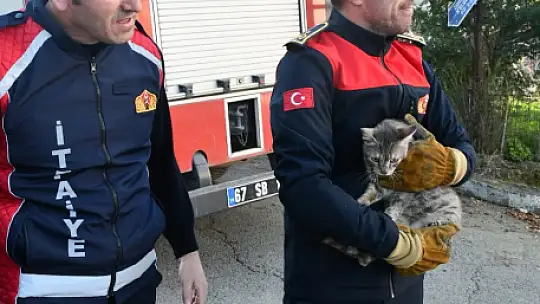 Günlerdir ağaçta mahsur kalan kedi, itfaiyenin çalışmasıyla kurtarıldı