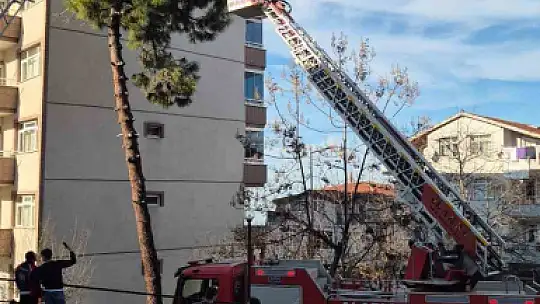 Günlerdir ağaçta mahsur kalan kedi, itfaiyenin çalışmasıyla kurtarıldı