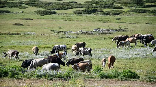 Güzelliğiyle mest eden Kastamonu yaylaları hayvancıların en büyük geçim kaynağı