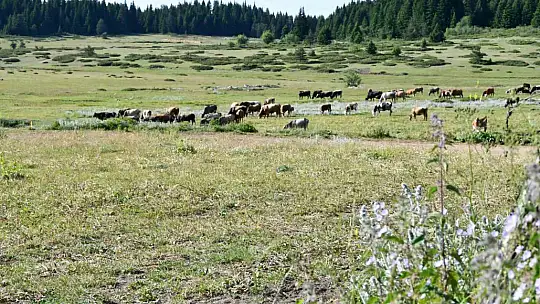 Güzelliğiyle mest eden Kastamonu yaylaları hayvancıların en büyük geçim kaynağı
