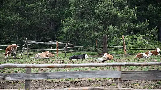 Güzelliğiyle mest eden Kastamonu yaylaları hayvancıların en büyük geçim kaynağı