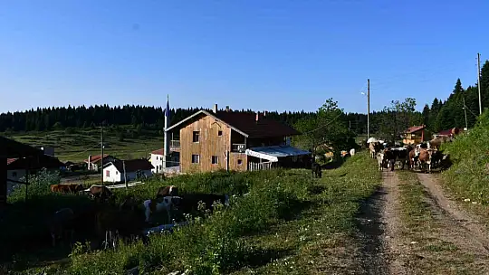 Güzelliğiyle mest eden Kastamonu yaylaları hayvancıların en büyük geçim kaynağı