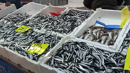 Hamsinin fiyatı 70 liraya indi, tezgahlar şenlendi
