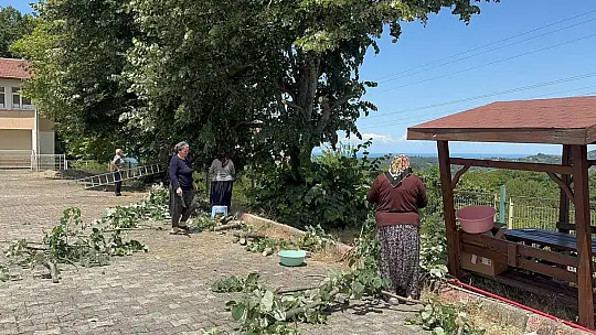 Ihlamur ağaçlarında 'mis kokulu' hasat başladı